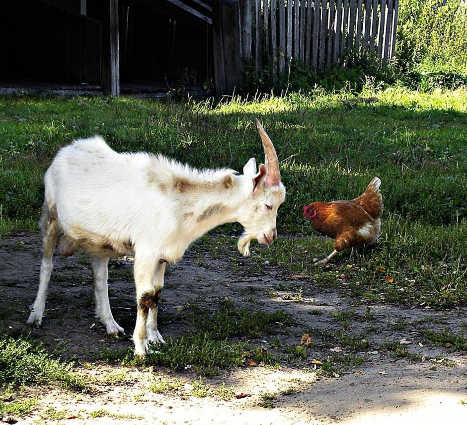 Светка ишак