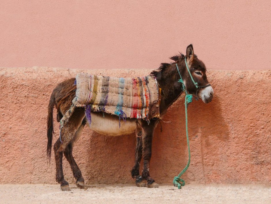 Навьюченный ослик