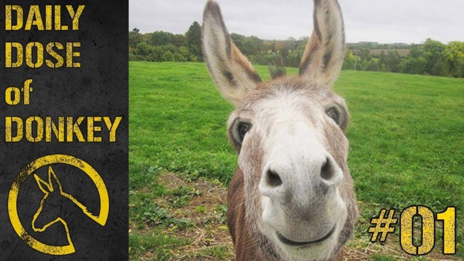 Осел улыбается