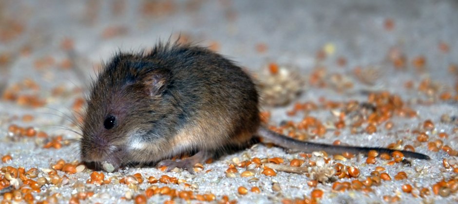 Даурский хомячок (Cricetulus Barabensis)