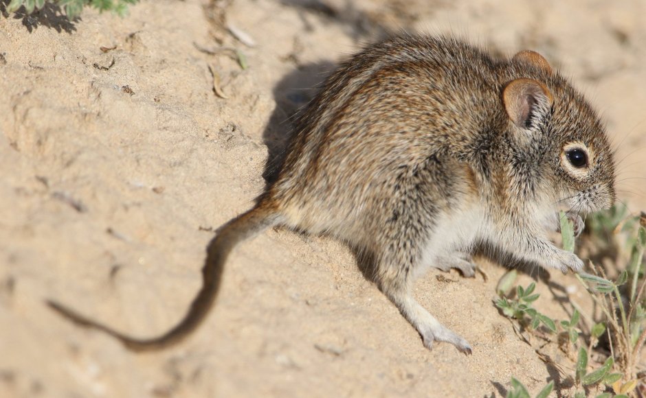 Rhabdomys pumilio