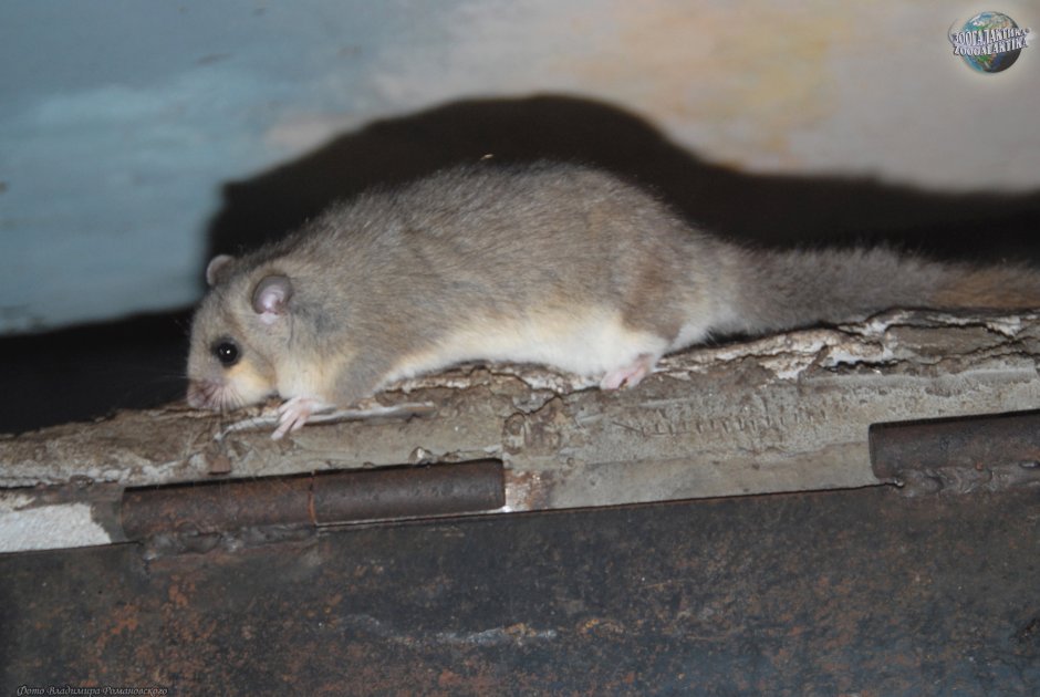 Соня-полчок - Myoxus Glis