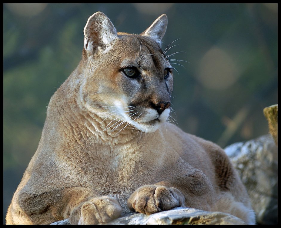 Puma concolor Puma