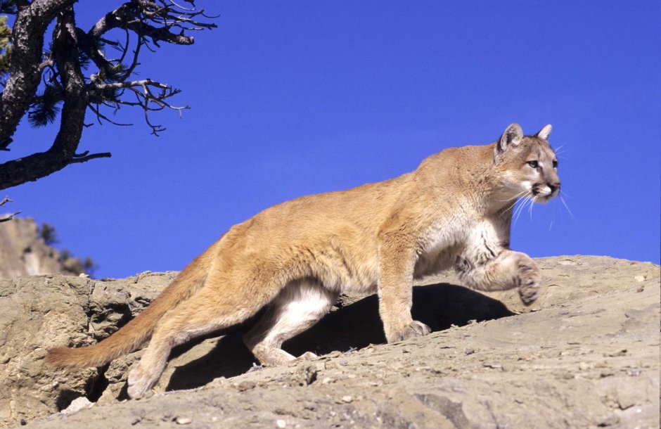 Флоридская Пума (Puma concolor coryi)