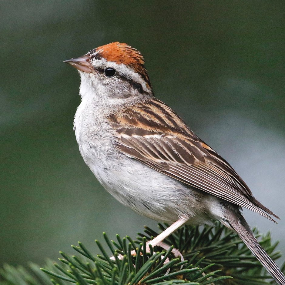 Passero Sparrow 3