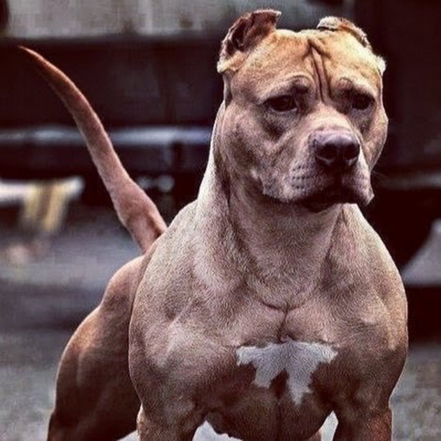 Классификация пород собак FCI