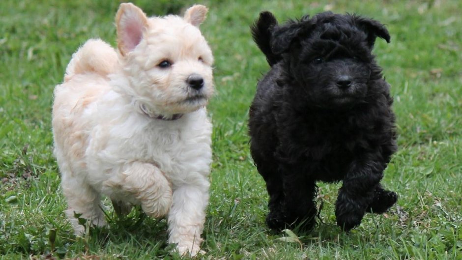 Пуми маленькая порода собак