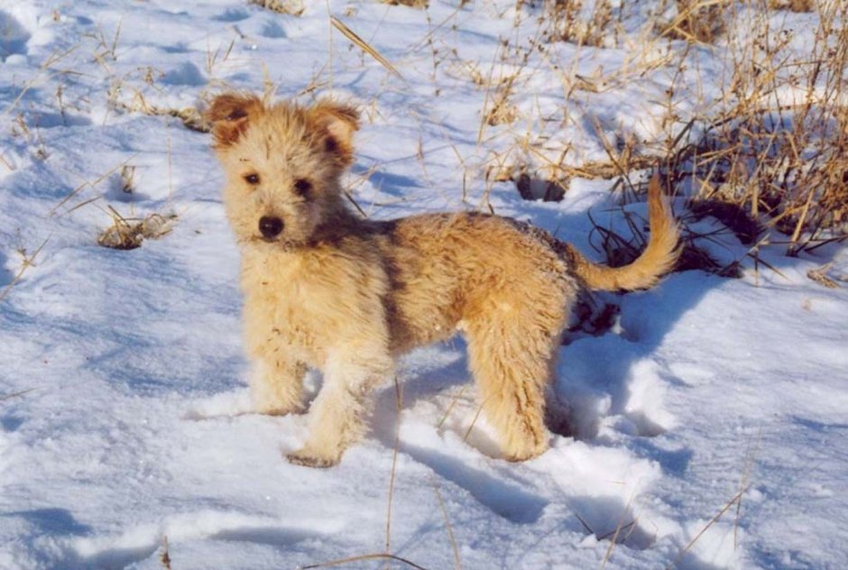 Собака Пуми рыжая