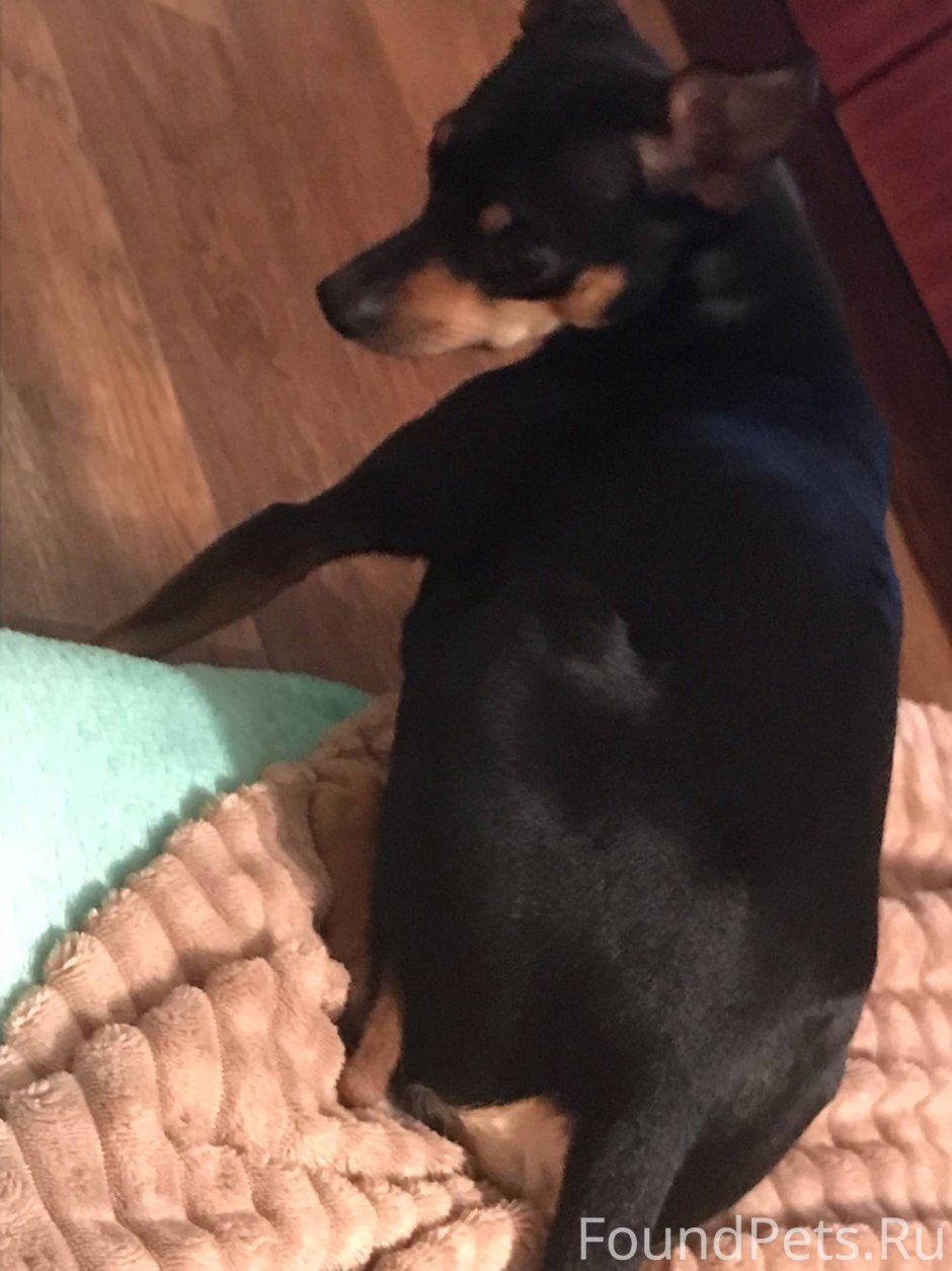 Американский питбуль