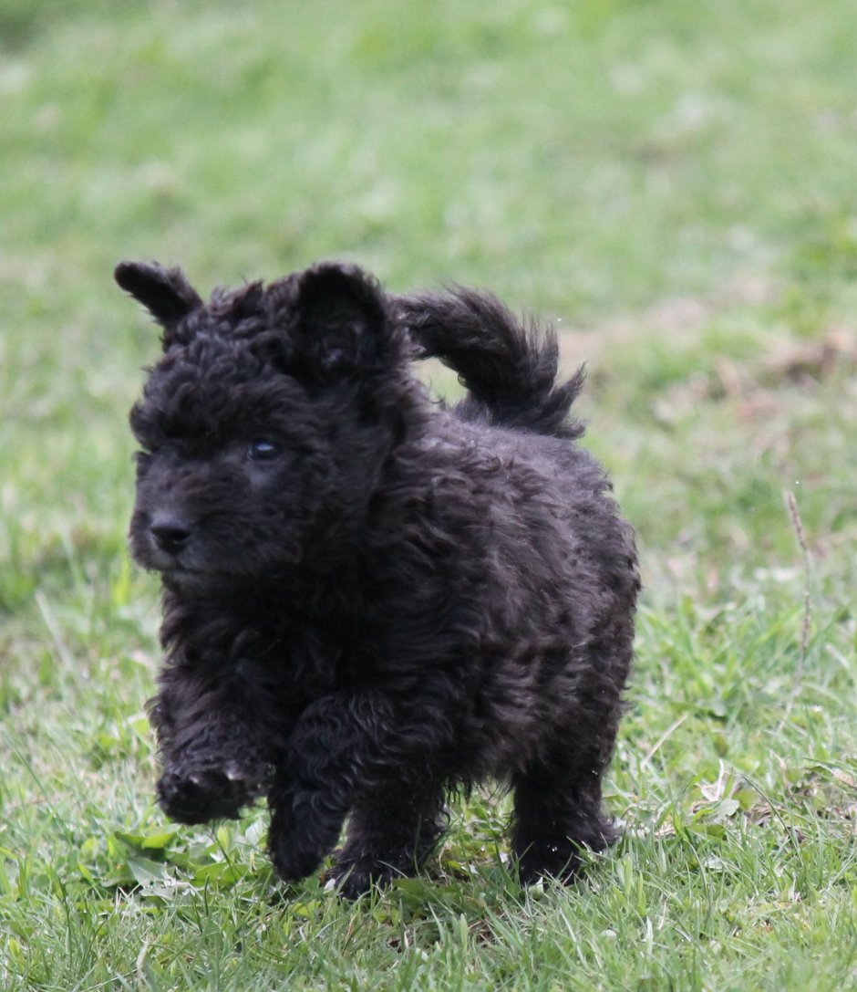 Пуми порода собак