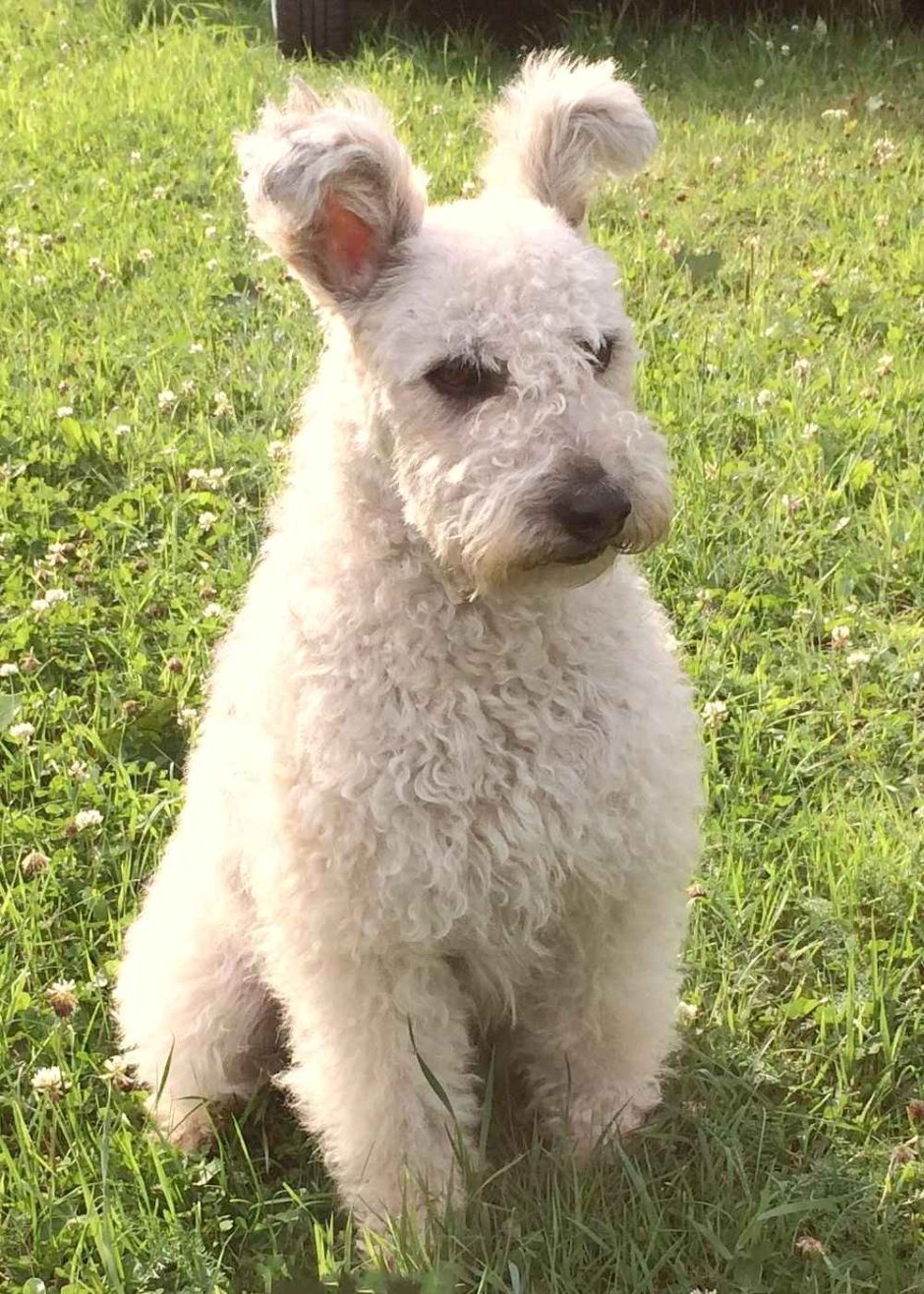 Венгерская овчарка Пуми