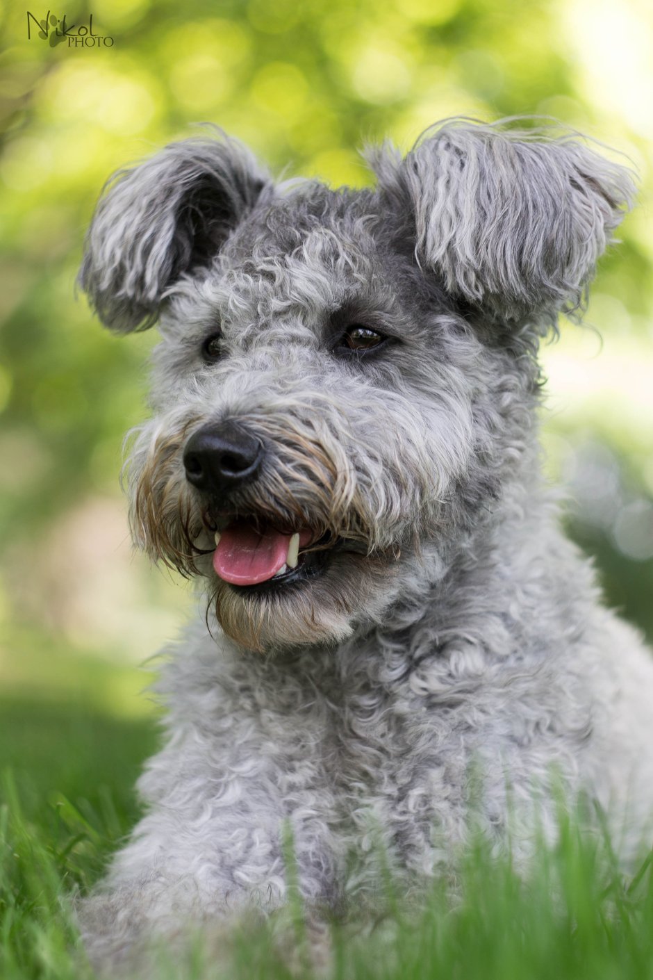 Ирландский жесткошерстный терьер