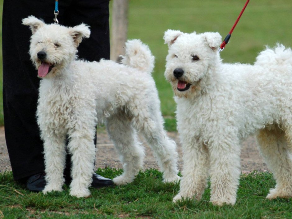 Пумапу порода