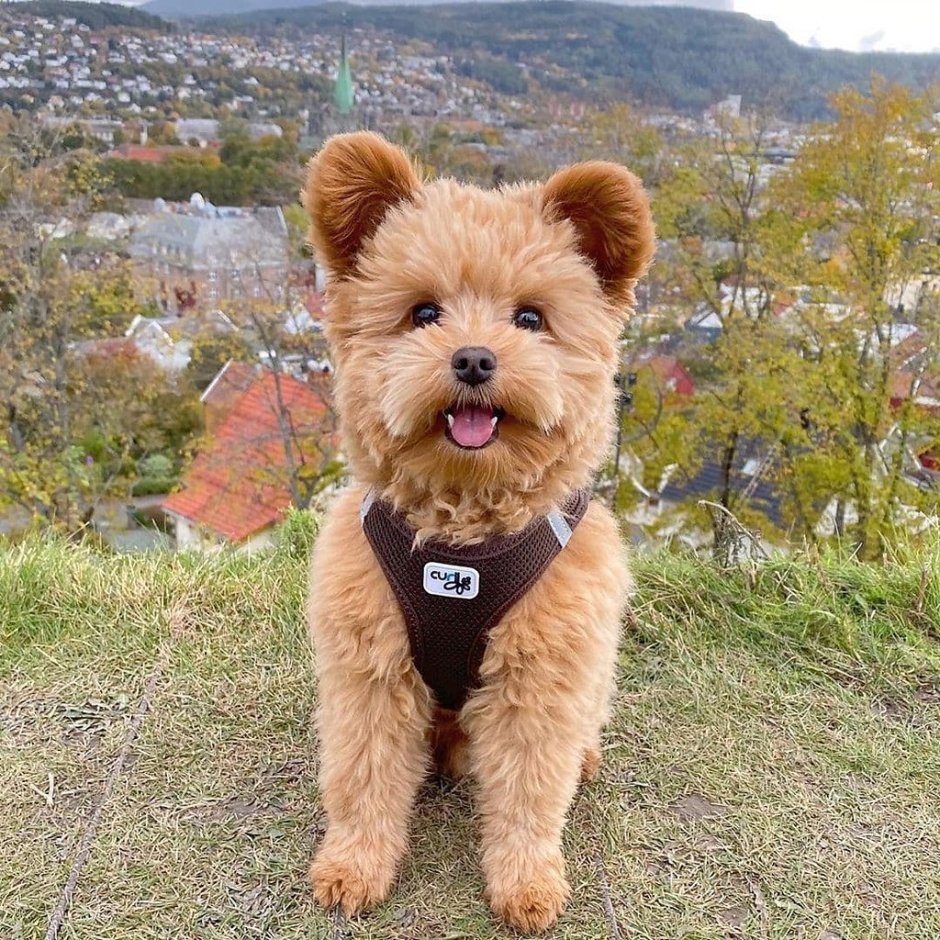 Померанский шпиц Тедди