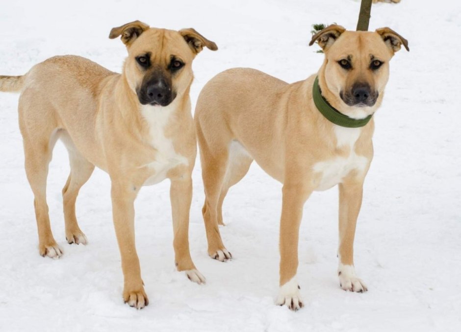 Мальтипу Браун