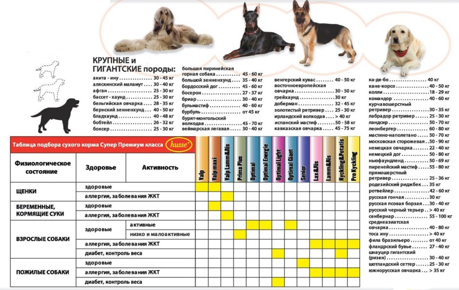 Бельгийская овчарка малинуа черная