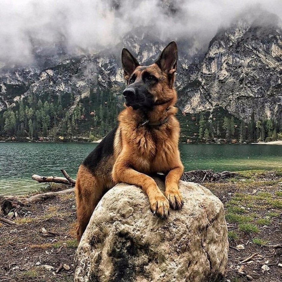 Тибетский мастиф