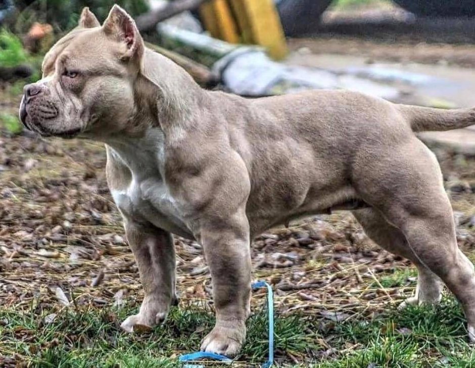 Толпа собак