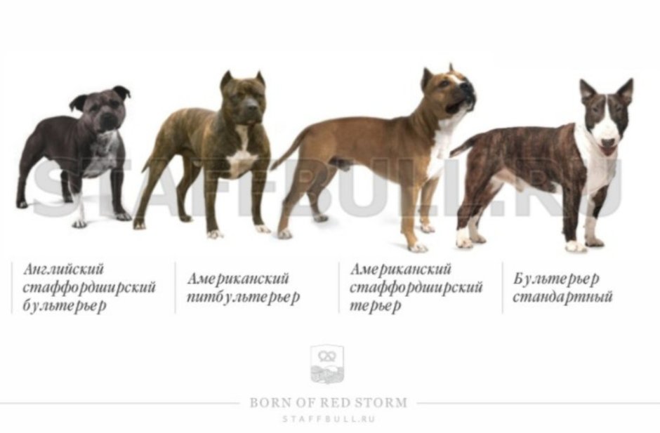 Пумапу порода собак