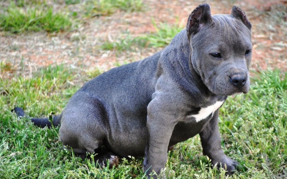 Самоед собака щенок