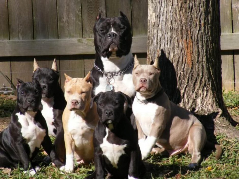 Японская тигровая Акита ину