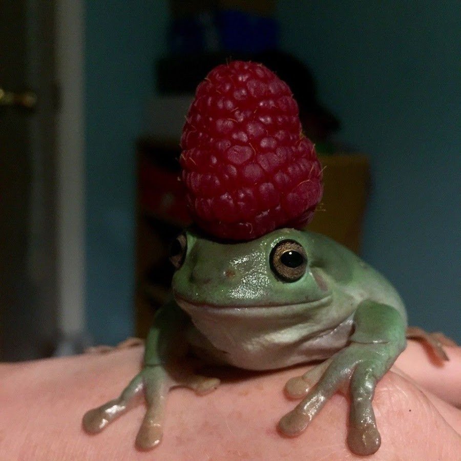 Лягушка Живая