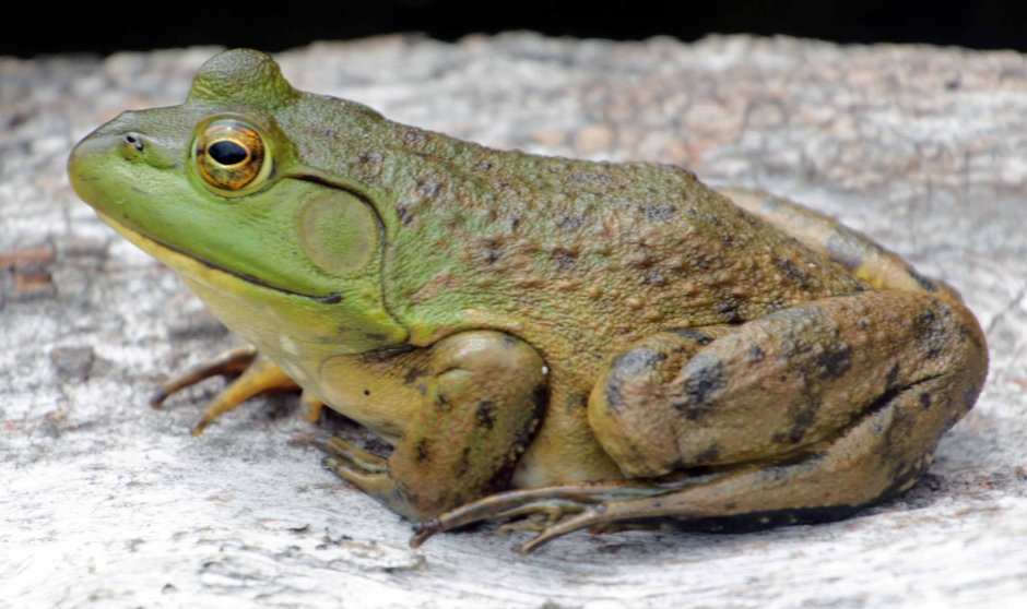 Лягушки, змеи, ящерицы, Жабы