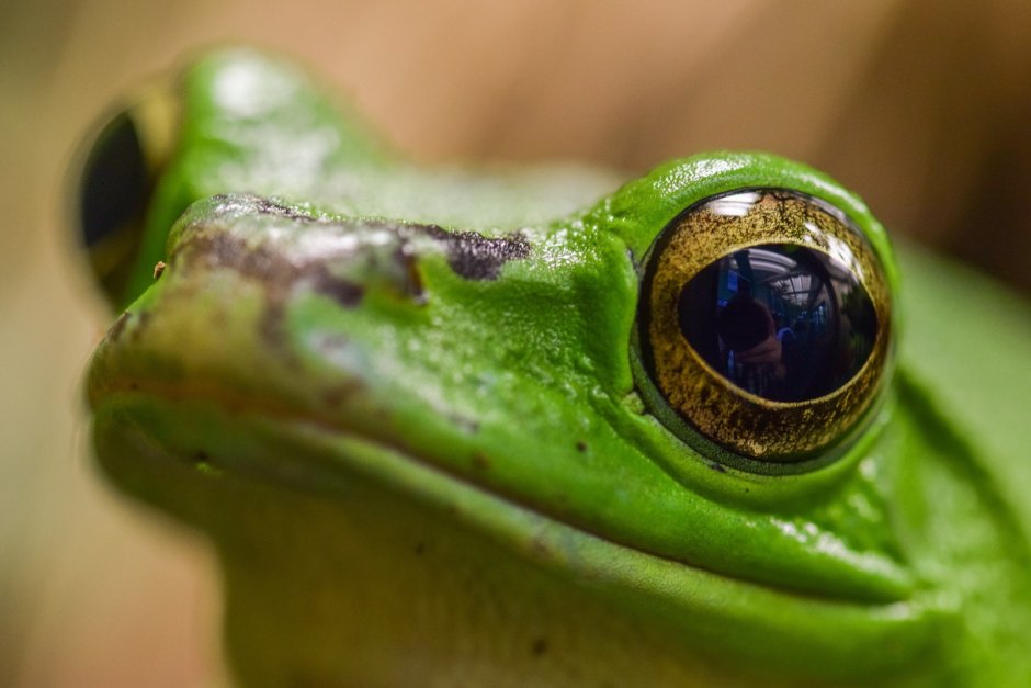 Мигательная перепонка у земноводных