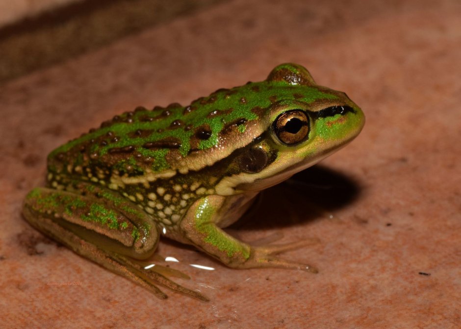 Литтория лягушка