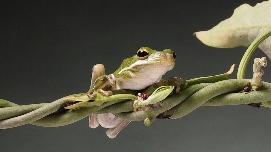 Эстетичные лягушки