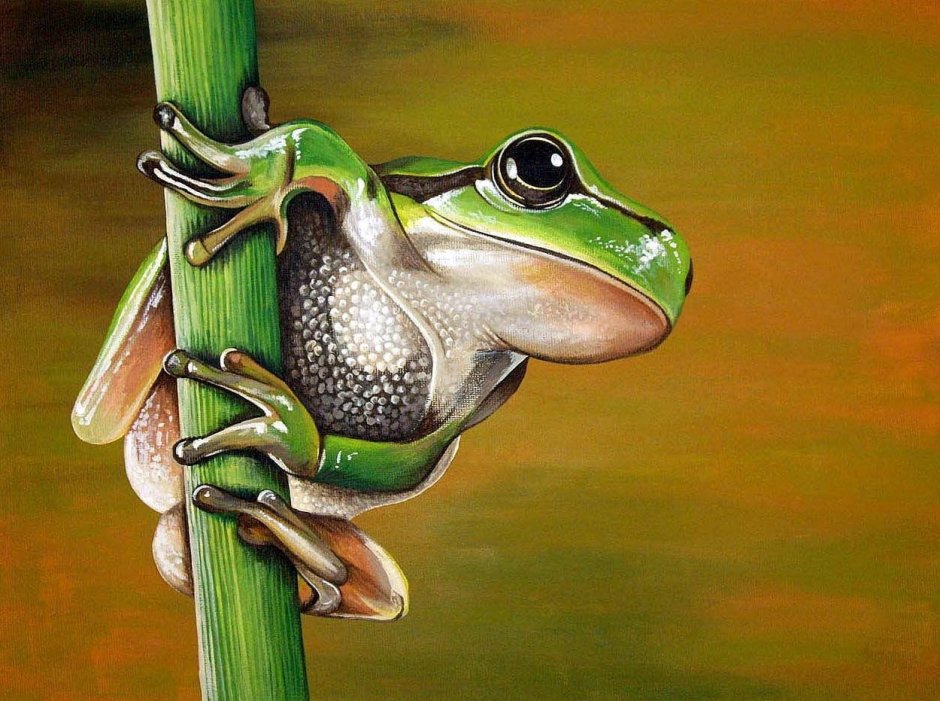 Лягушка рисунок