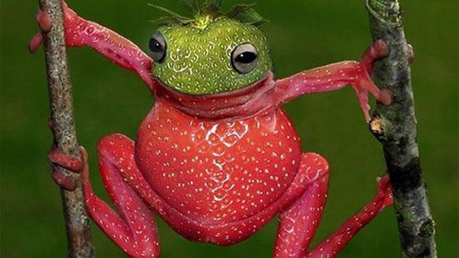 Малиновая лягушка