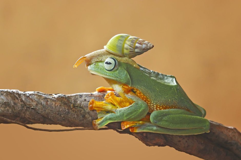 Яванская летающая лягушка