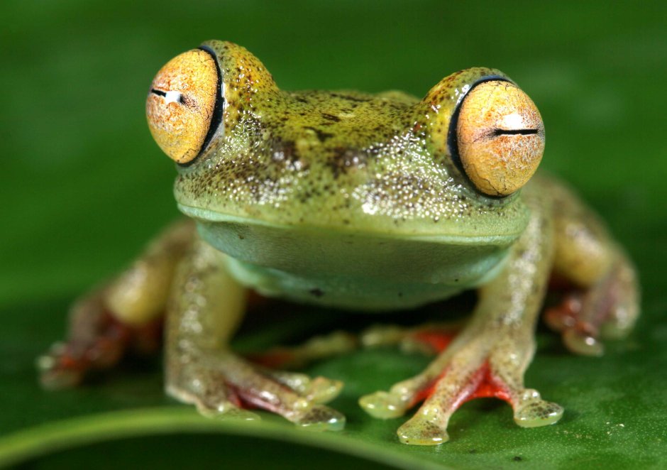 Лягушка акварелью