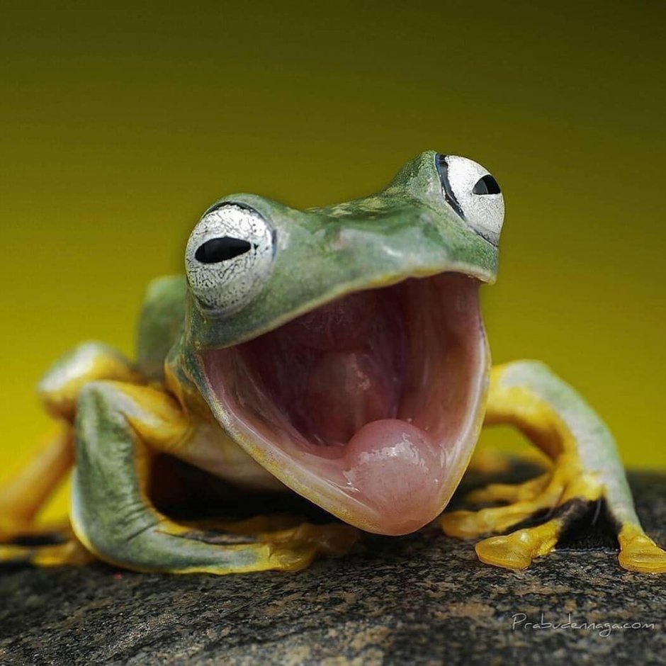 Гриб с лягушкой