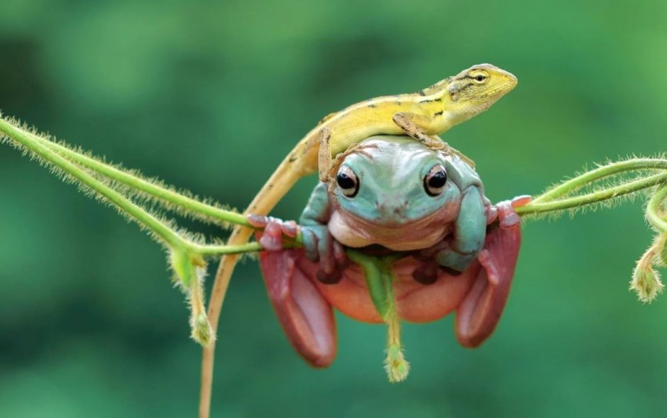 Жаба и ящерица