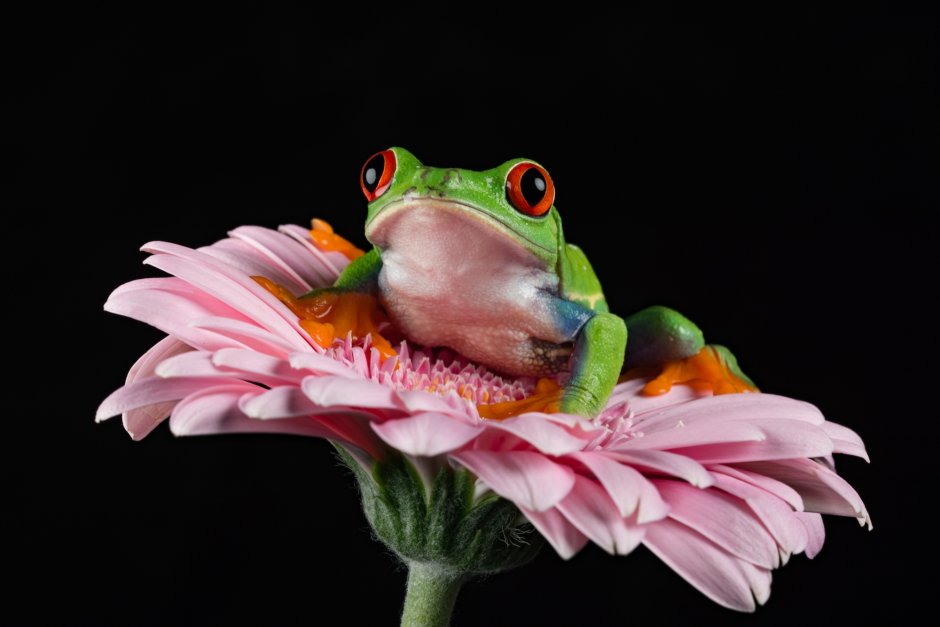 Лягушка водонос маленькая