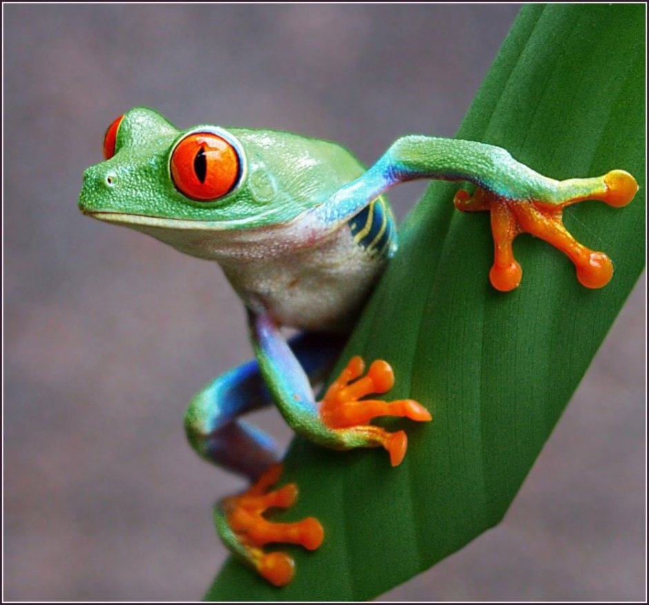 Красноглазая квакша