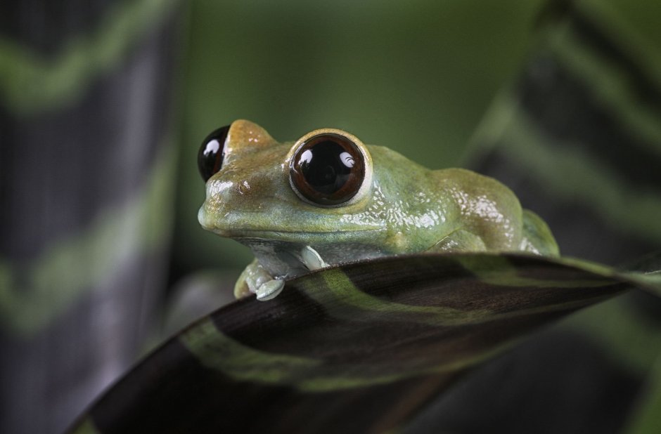 Лягушка треуголка