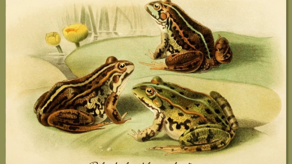 Лягушка Фрогги