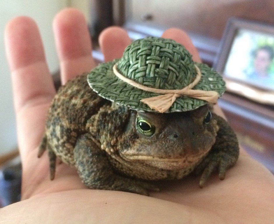 Лягушки водоносы в шапочках