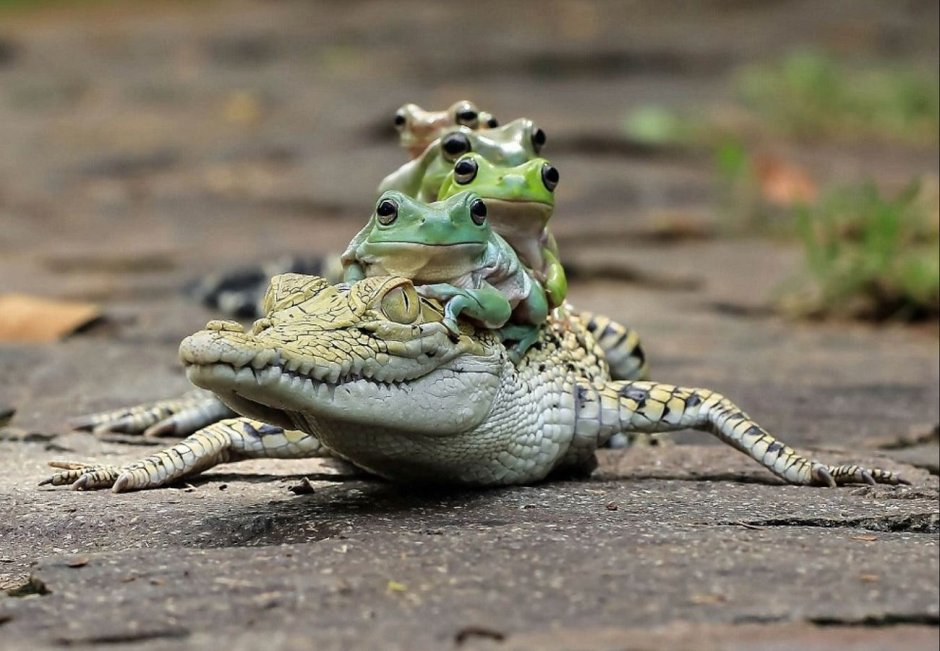 Лягушка Зентангл