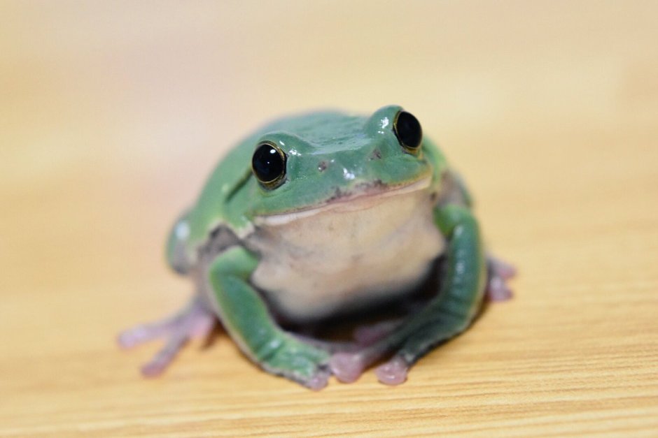 Жабка волшебник