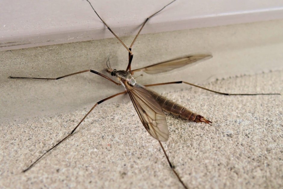 Малярийный комар