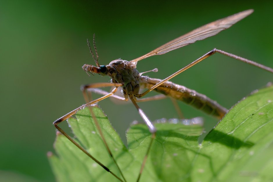 Долгоножка кольчатая
