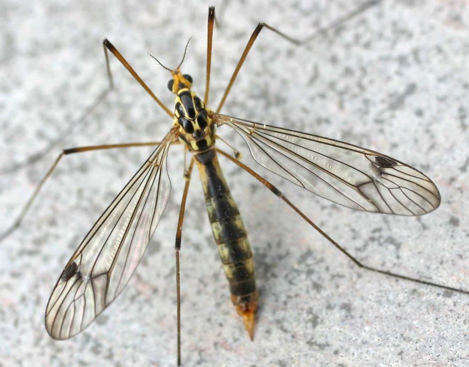 Двукрылые в севере Гренландии долгоножки