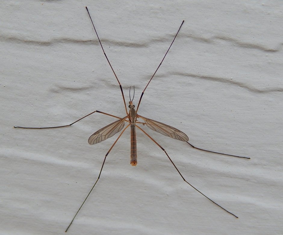 Малярийный комар долгоножка