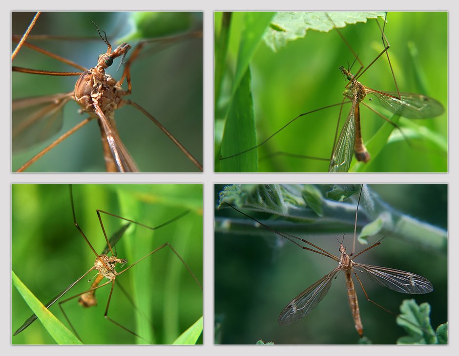 Малярийный комар долгоножка