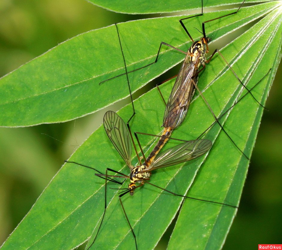 Малярийный комар долгоножка