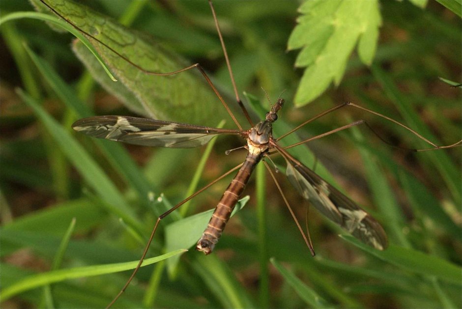 Малярийный комар долгоножка